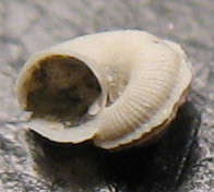 Anatoma aspera e  A. umbilicata